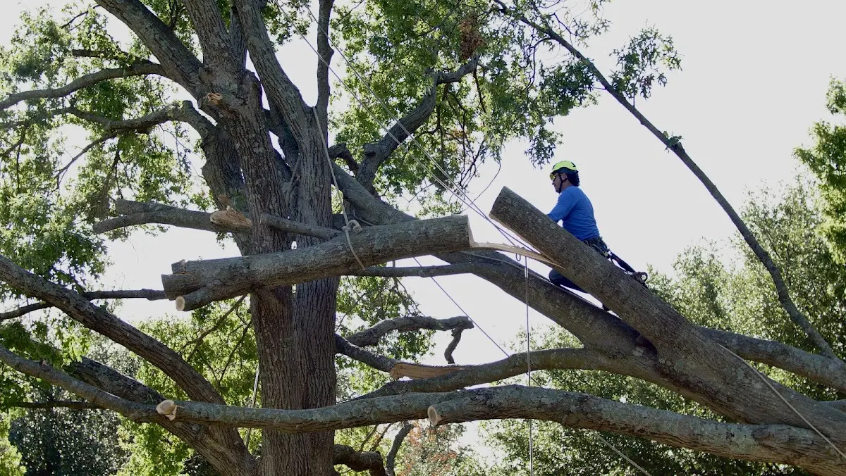 Professional Crown Thinning performed by certified arborists in Patuxent River