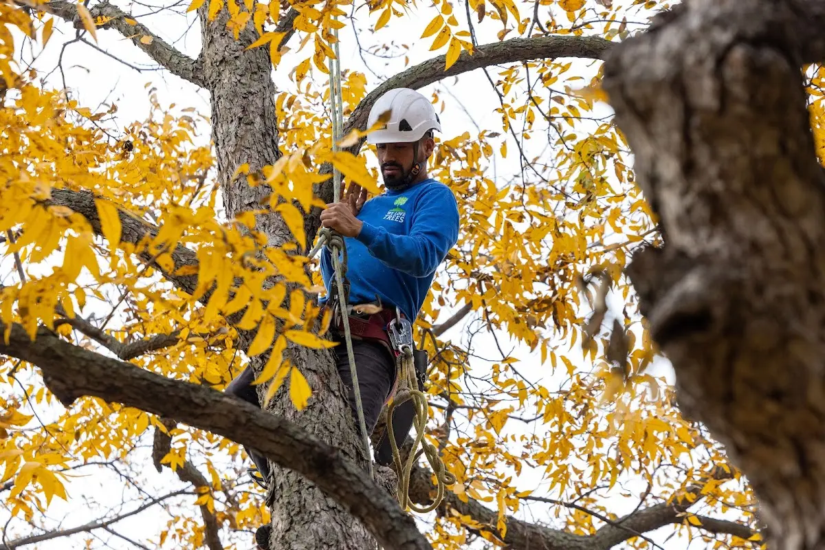 Skilled Tree Transplanting crew working in Patuxent River