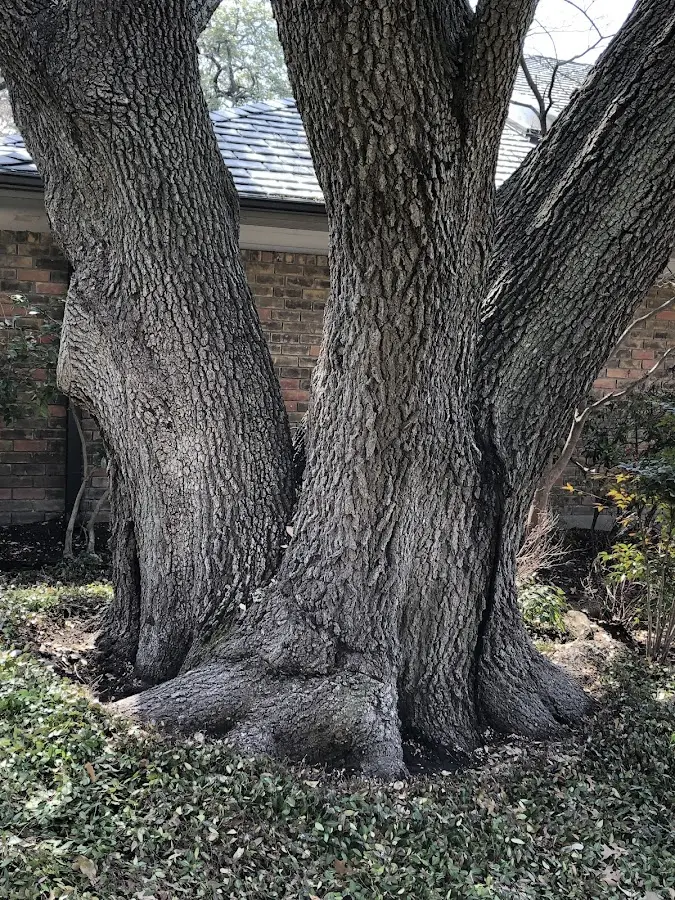 Mature heritage tree close to a Patuxent River property cared for by certified arborists